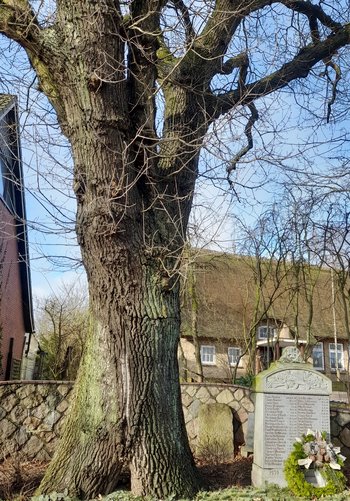 Die Doppeleiche in Groß Wittensee steht in der Dorfstraße vor der Schule. Sie gilt als eine der best erhaltenen in Schleswig-Holstein