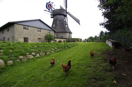 Die Mühle "Auguste" ist ein im Jahr 1864 erbauter Keller-Holländer mit Windrose und Jalousieflügeln. Sie gilt als das Wahrzeichen von Groß Wittensee.